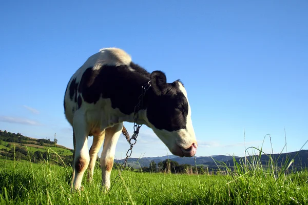 奶牛在绿色的草地上 — 图库照片