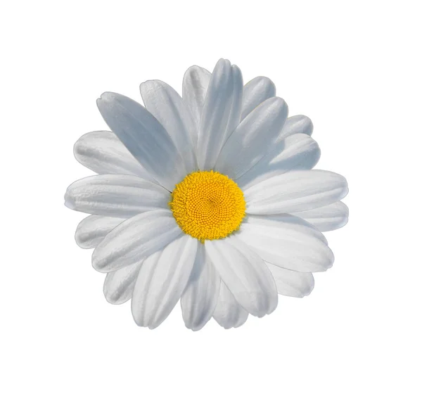 Elszigetelt, gyönyörű daisy — Stock Fotó