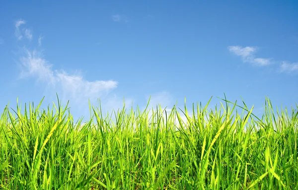 Hierba de primavera y cielo azul —  Fotos de Stock