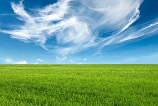 Ciel bleu et herbe verte — Photo