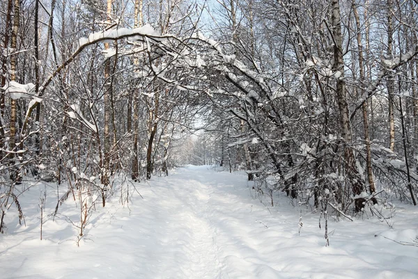 Met sneeuw bedekte bossen — Stockfoto