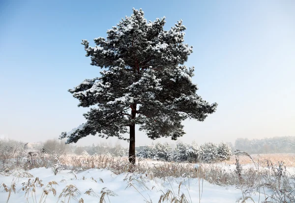 Árvore nevada — Fotografia de Stock