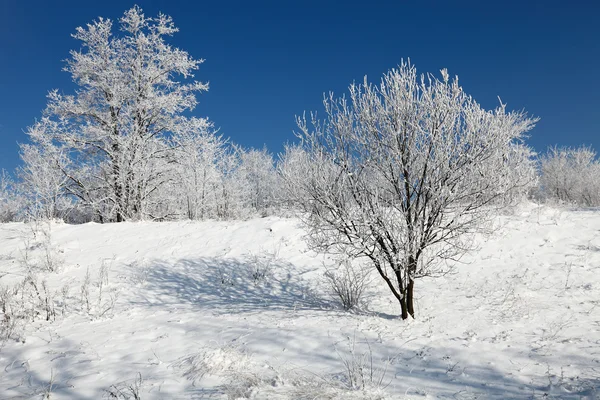 Belas árvores congeladas — Fotografia de Stock