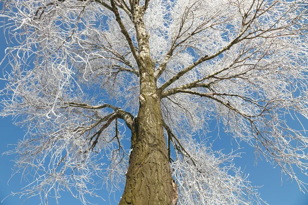 Árvore congelada e céu azul — Fotografia de Stock