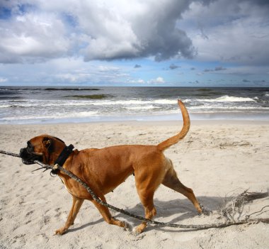 Dog at the beach clipart