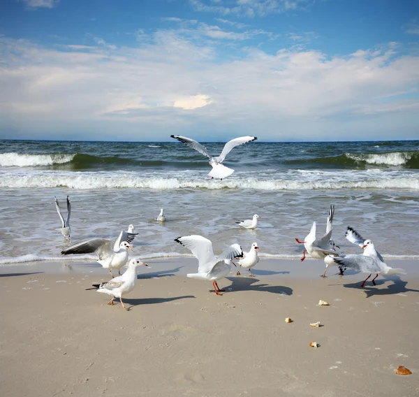 Mewa na plaży — Zdjęcie stockowe