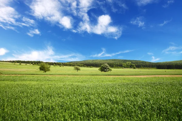 Pole pszenicy i idealnie błękitne niebo — Zdjęcie stockowe