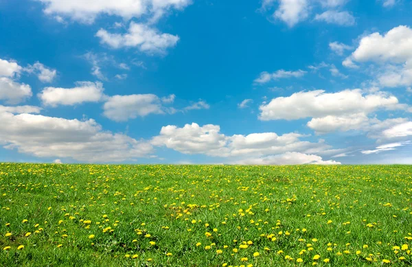 Grüne Wiese und Himmel — Stockfoto