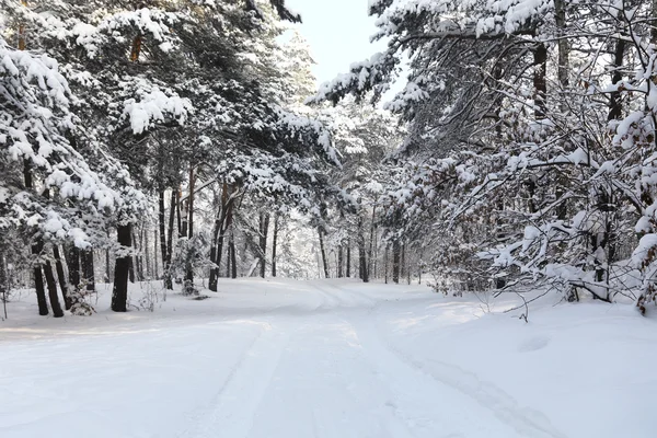 Kalla Och Snöiga Vinter Skog — Stockfoto