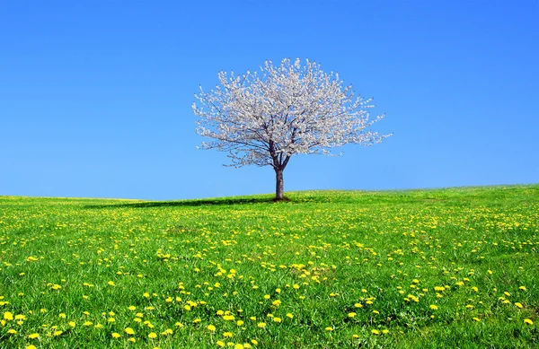 Árvore florescente em um belo prado verde — Fotografia de Stock