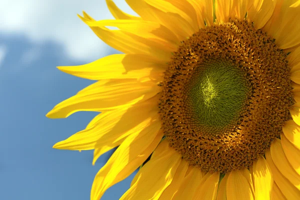 Sunflower Blue Sky — Stock Photo, Image