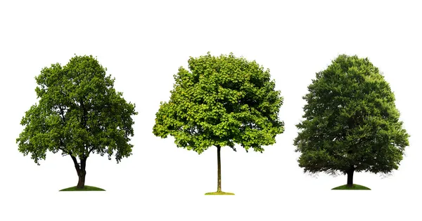 Čerstvé Zelené Stromy Izolovaných Bílém Pozadí — Stock fotografie