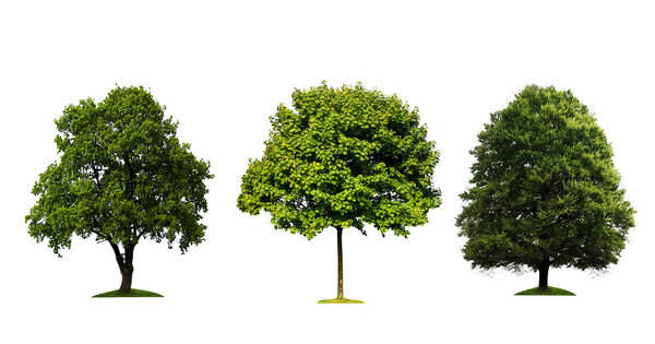 Fresh green trees isolated on white background