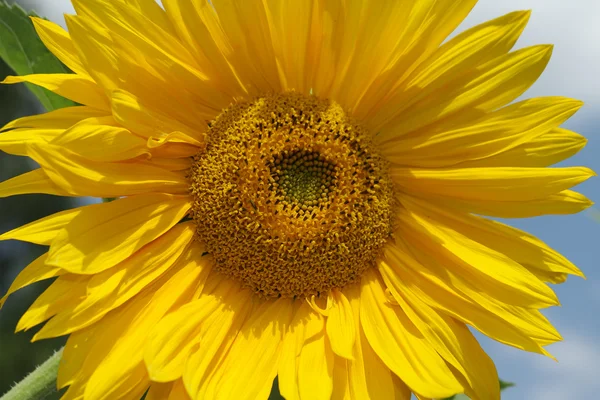 Krásné slunečnice — Stock fotografie