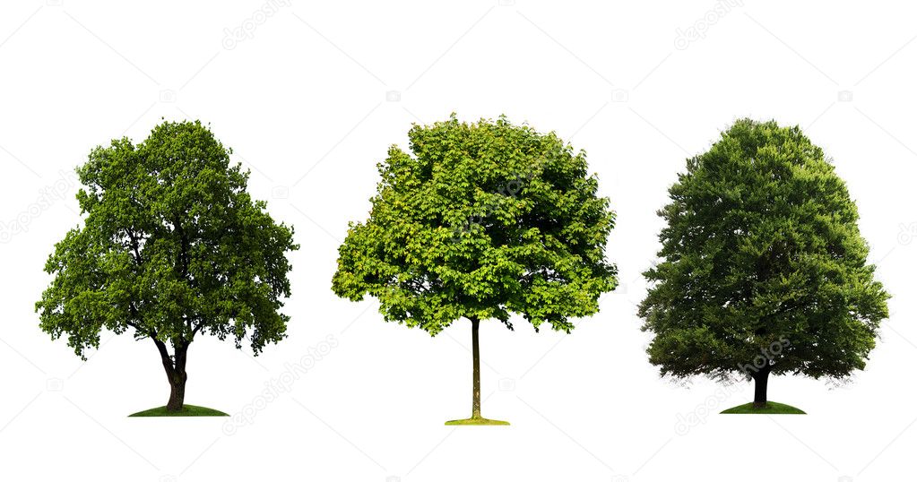 Árbol fotos de stock, imágenes de Árbol sin royalties | Depositphotos