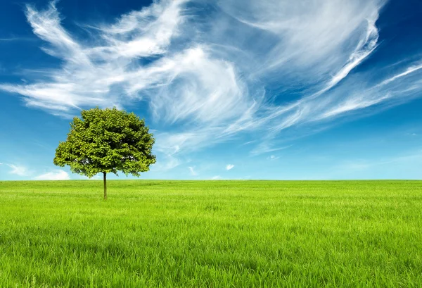 Yeşil Bir Ağaç Manzara — Stok fotoğraf