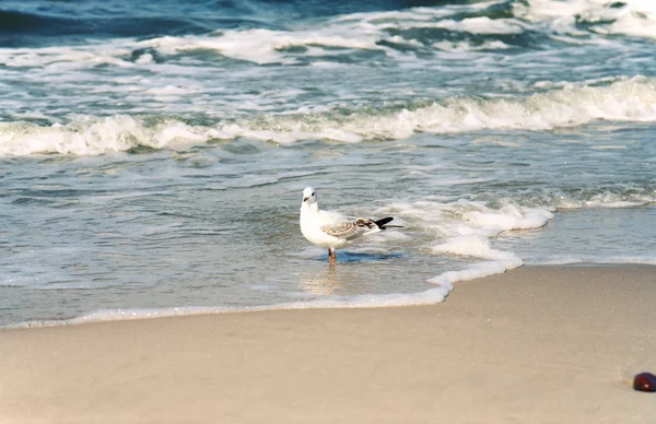 Beach and seagull — Stok fotoğraf