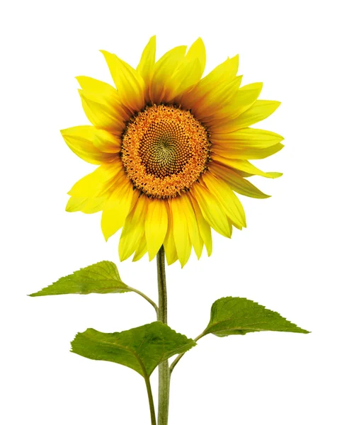Eine Sonnenblume isoliert auf weißem Hintergrund. — Stockfoto