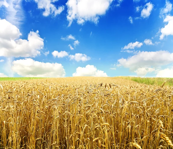 Gold Wheat Field — Stock Photo, Image