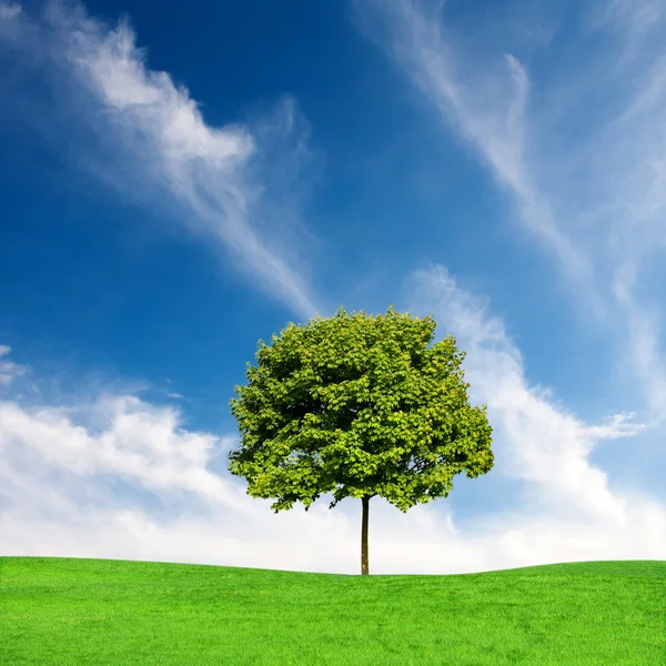 Yeşil akçaağaç ağaç ve mavi gökyüzü — Stok fotoğraf