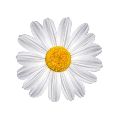 Daisy isolated on a white background clipart