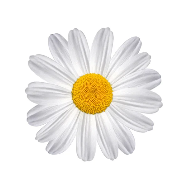Daisy elszigetelt fehér background — Stock Fotó