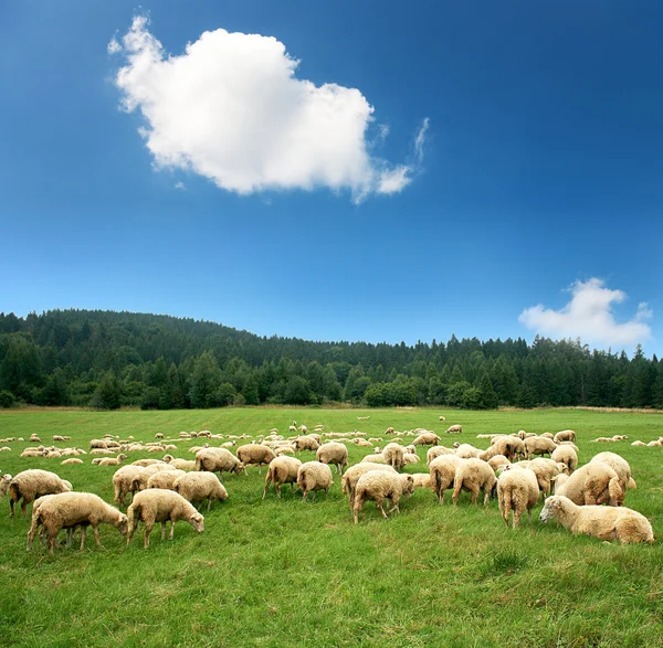 Herd of sheep Stock Picture