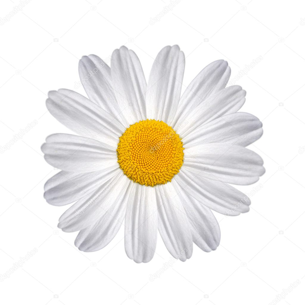 Daisy isolated on a white background