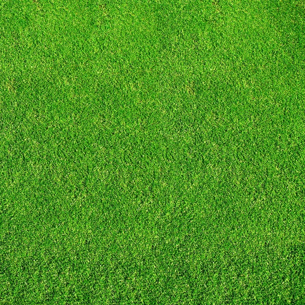 Зеленая Трава Поля Гольфа — стоковое фото