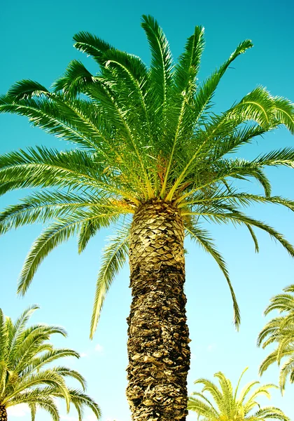 Palma Tropikalna — Zdjęcie stockowe