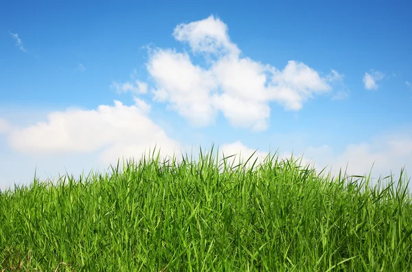 Groen gras op een hemelachtergrond — Stockfoto