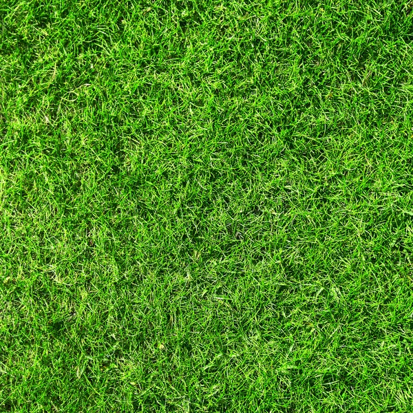 Bela Textura Grama Verde — Fotografia de Stock
