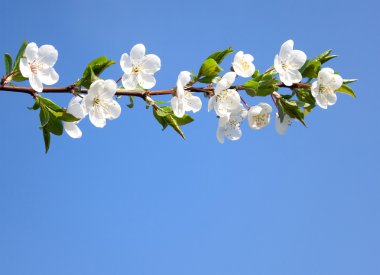 Açık mavi gökyüzü boyunca çiçek açan kiraz Şubesi