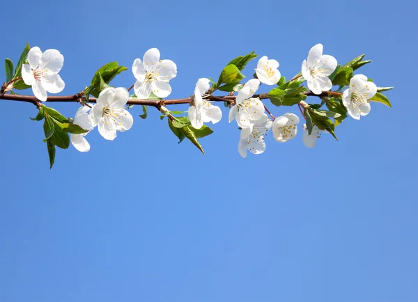 Stock image Branch of blooming cherry over clear blue sky