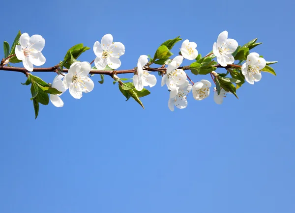 Zweig Der Blühenden Kirsche Über Dem Strahlend Blauen Himmel lizenzfreie Stockbilder