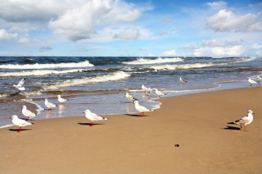 A beautiful beach and seagull clipart