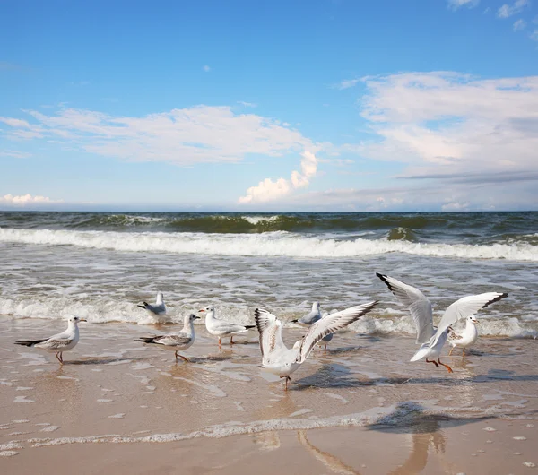 Gruppo di gabbiani ower sea — Foto Stock
