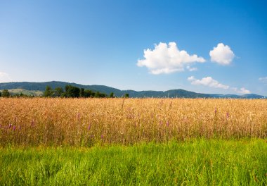 Summer landscape with the beautiful sky and fields clipart