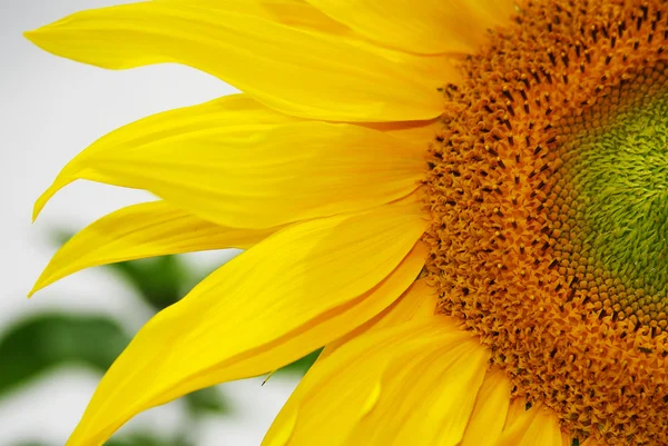 Krásná Žlutá Slunečnice — Stock fotografie