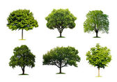sbírka izolovaných letní strom