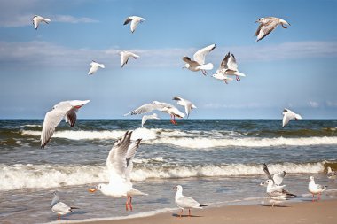 Group of seagulls ower sea clipart