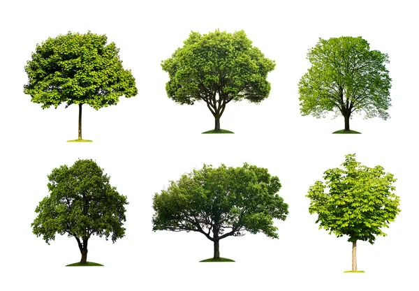 Samling Isolerade Sommaren Träd — Stockfoto