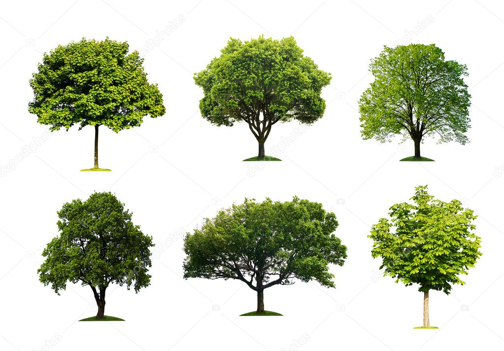 Collection of isolated summer tree