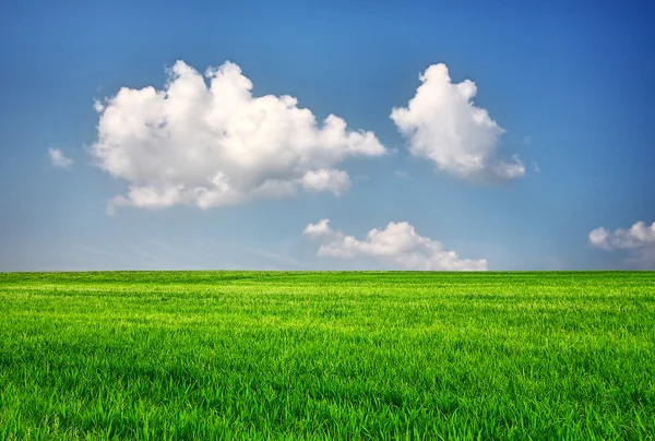 Zielone Pole Błękitnego Nieba Natura — Zdjęcie stockowe