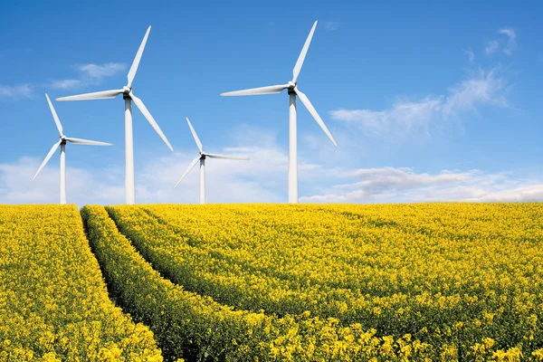 stock image Wind farm with rape field