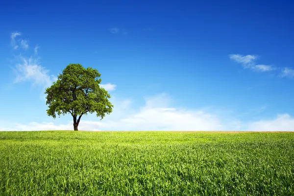 Field Wheat Tree Perfect Blue Sky — Stock Photo, Image