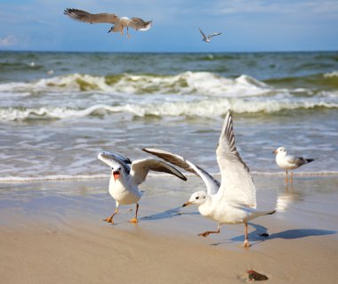 Seagull over sea waves clipart