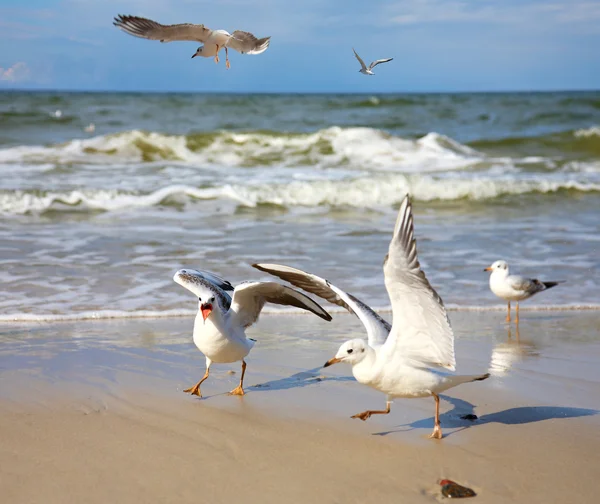 Seagull Zee Golven — Stockfoto