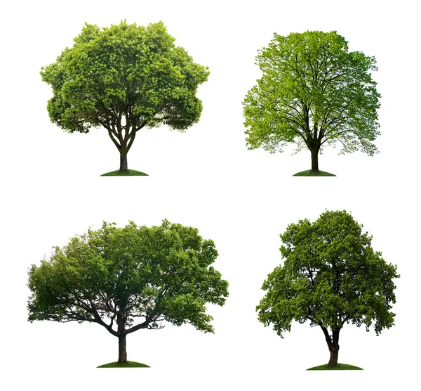 Bäume isoliert — Stockfoto