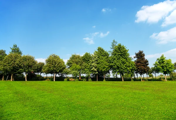 Paisagem de verão de árvores verdes jovens — Fotografia de Stock